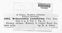 Image of Melanconium ramulorum